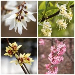 Strauchpaket Winterdufter