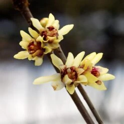 Strauchpaket Winterdufter 8 Strauchpaket Winterdufter -Optimal Einrichtungs Geschäft strauchpaket winterdufter 3