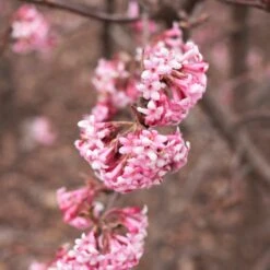 Strauchpaket Winterdufter 9 Strauchpaket Winterdufter -Optimal Einrichtungs Geschäft strauchpaket winterdufter 4