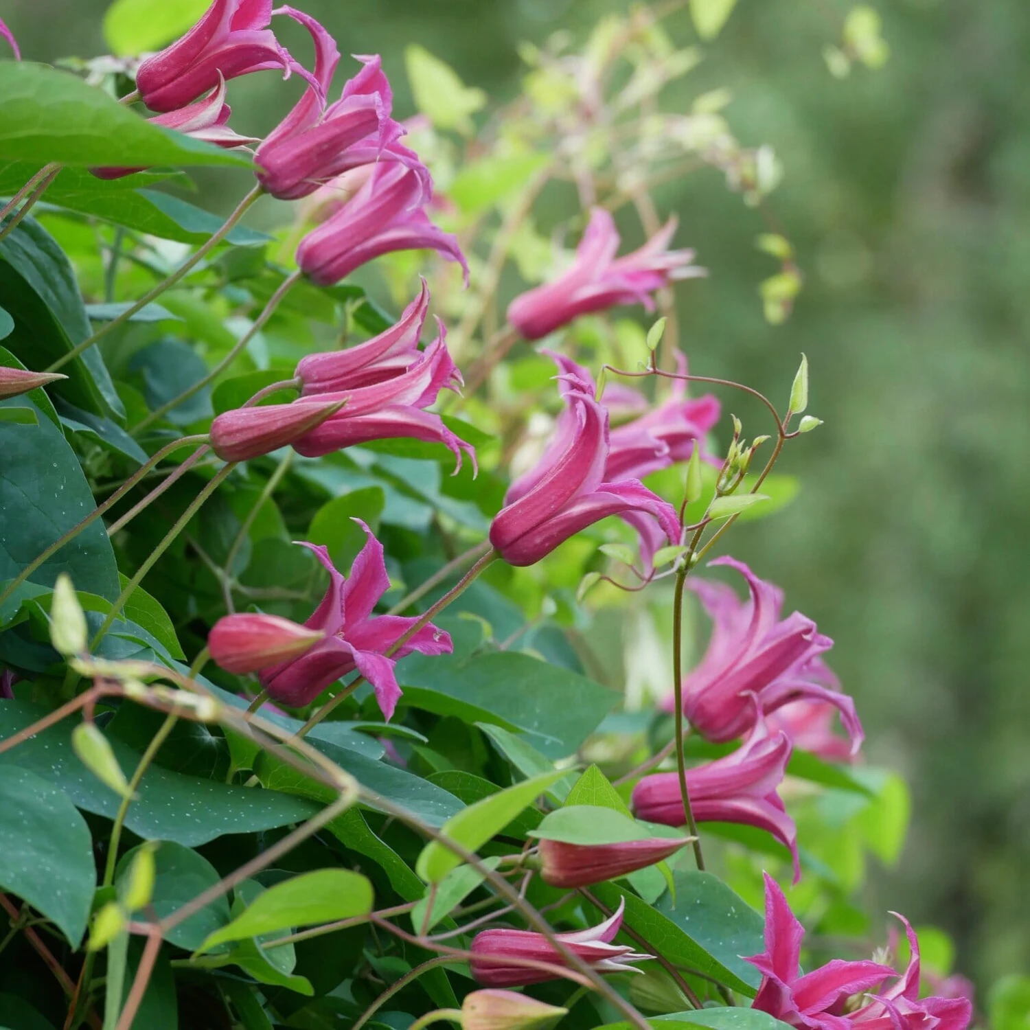 Texaswaldrebe 'Princess Of Wales' 2 Texaswaldrebe 'Princess Of Wales' – Bild 2