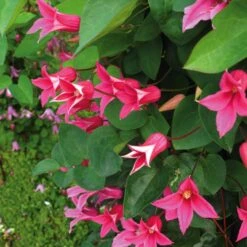 Texaswaldrebe 'Princess Of Wales'