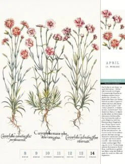 Thorbecke Blumenkalender 2024 -Optimal Einrichtungs Geschäft thorbecke blumenkalender 2024 3