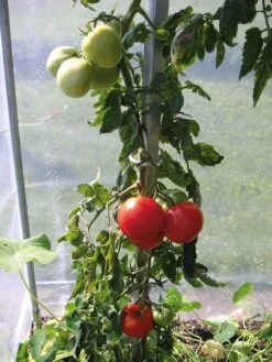 Tomatenstab Stahl Verzinkt 7 Tomatenstab Stahl Verzinkt -Optimal Einrichtungs Geschäft tomatenstab stahl verzinkt 2