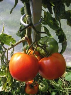 Tomatenstab Stahl Verzinkt 8 Tomatenstab Stahl Verzinkt -Optimal Einrichtungs Geschäft tomatenstab stahl verzinkt 3