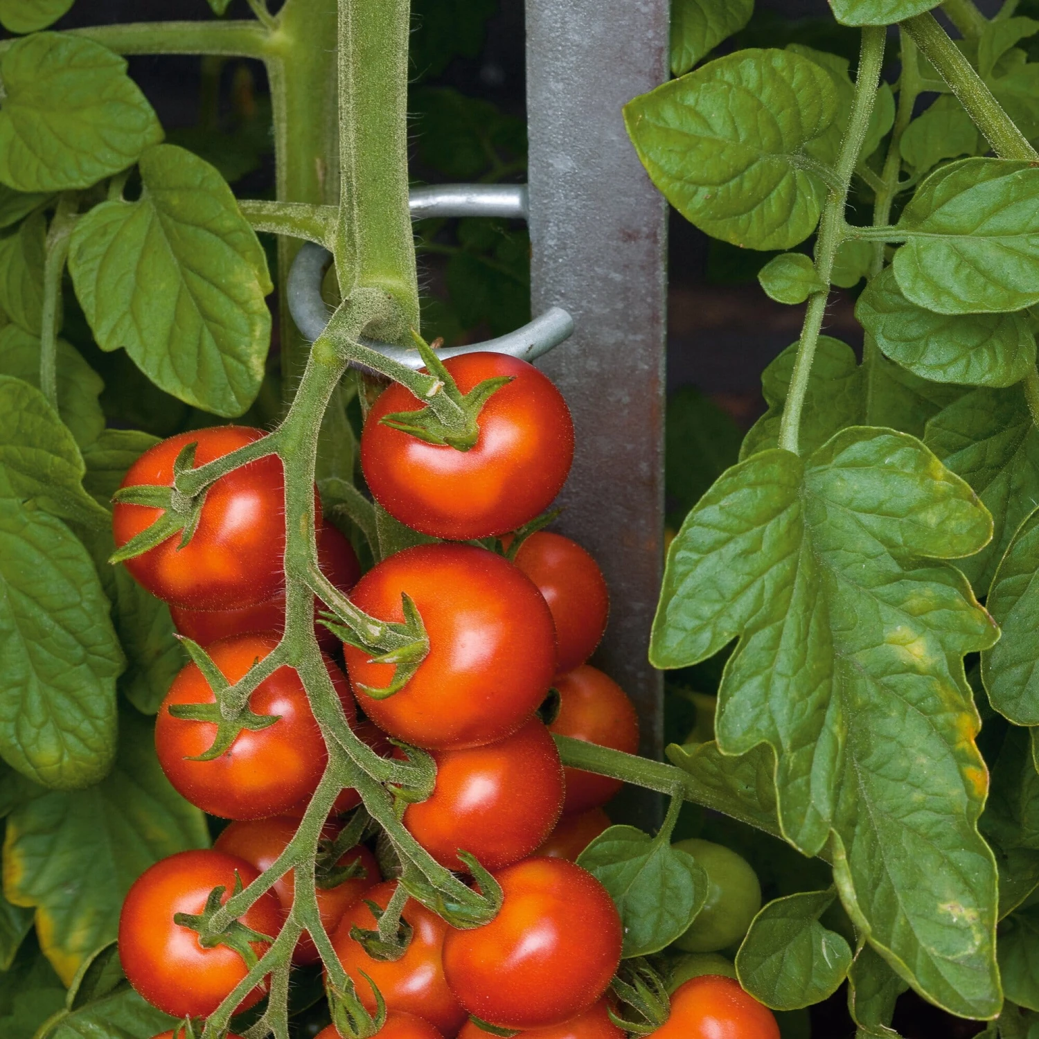 Tomatenstab Stahl Verzinkt 5 Tomatenstab Stahl Verzinkt – Bild 5