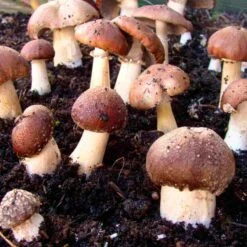 Waldpilzbrut 'Braunkappe'