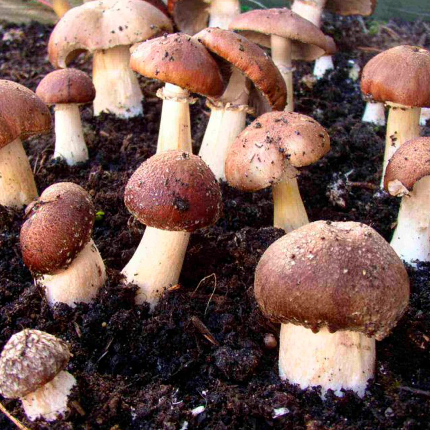 Waldpilzbrut 'Braunkappe' 1 Waldpilzbrut 'Braunkappe'