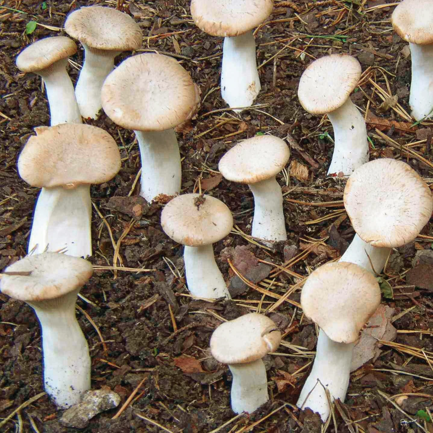 Waldpilzbrut 'Kräuterseitling' 1 Waldpilzbrut 'Kräuterseitling'