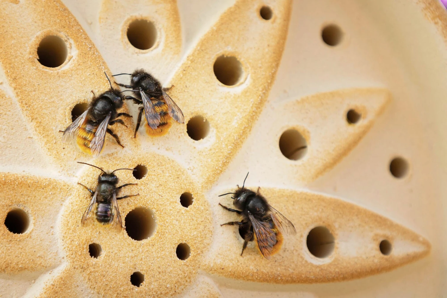 Wildbienenhaus Keramik 3 Wildbienenhaus Keramik – Bild 3