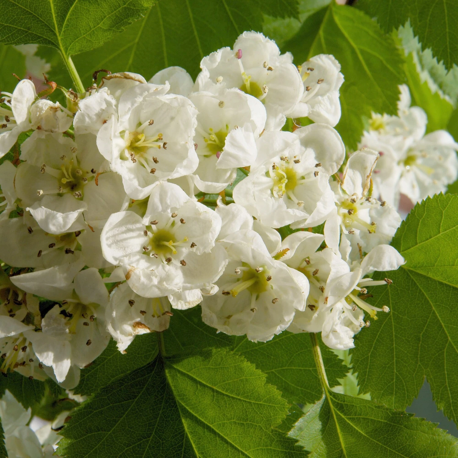 Wildobstgehölz Elsbeere 2 Wildobstgehölz Elsbeere – Bild 2