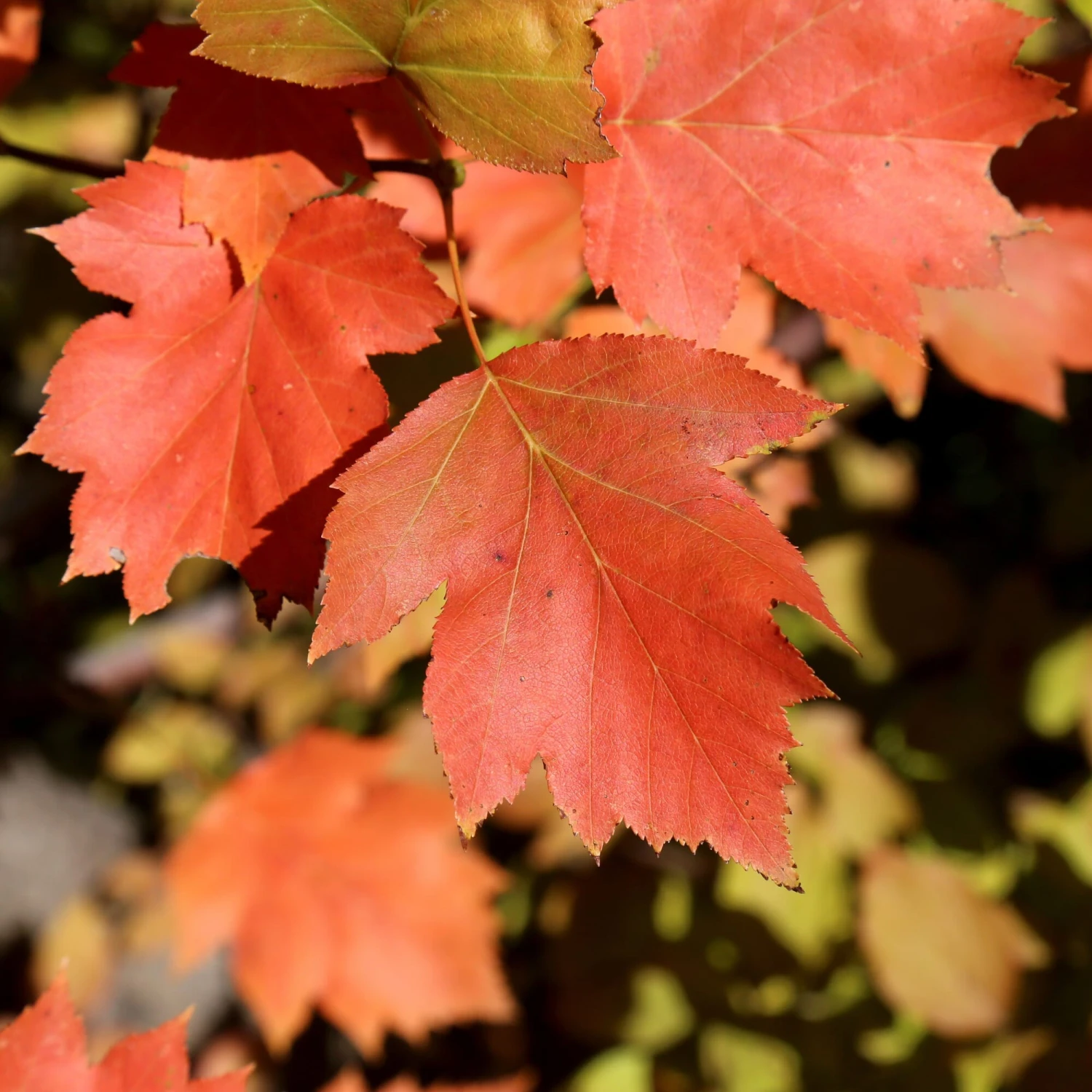 Wildobstgehölz Elsbeere 3 Wildobstgehölz Elsbeere – Bild 3