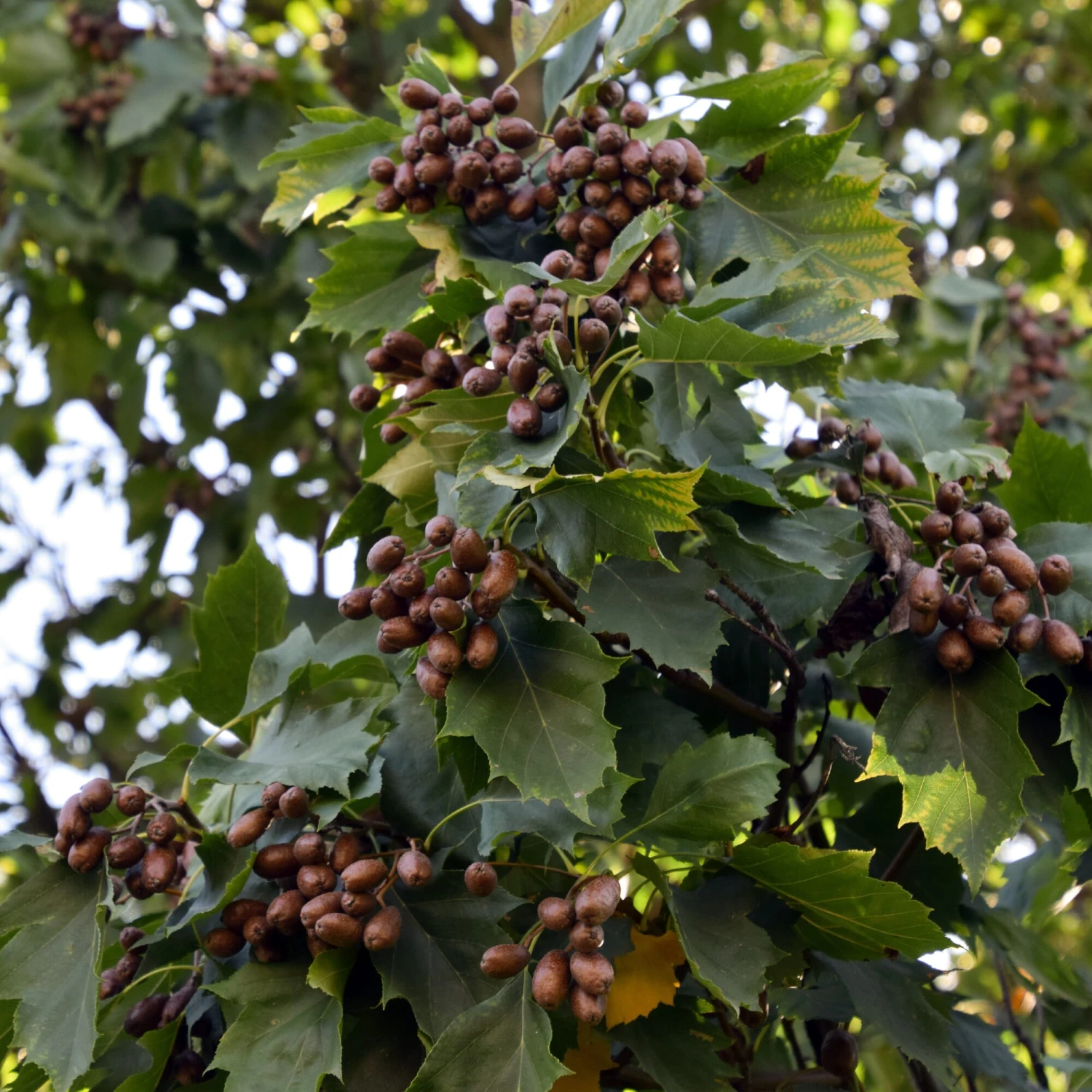 Wildobstgehölz Elsbeere 1 Wildobstgehölz Elsbeere