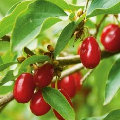 Wildobstgehölz Kornelkirsche