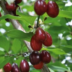 Wildobstgehölz Kornelkirsche 'Schönbrunner Gourmetdirndl' -Optimal Einrichtungs Geschäft wildobstgehoelz kornelkirsche schoenbrunner gourmetdirndl 2