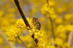 Wildobstgehölz Kornelkirsche 'Schönbrunner Gourmetdirndl' -Optimal Einrichtungs Geschäft wildobstgehoelz kornelkirsche schoenbrunner gourmetdirndl 3