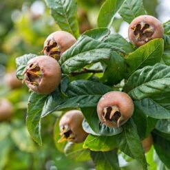 Wildobstgehölz Mispel