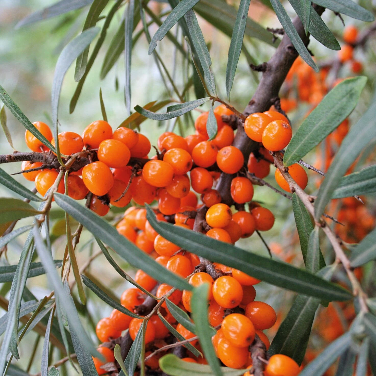 Wildobstgehölz Sanddorn 2 Wildobstgehölz Sanddorn – Bild 2