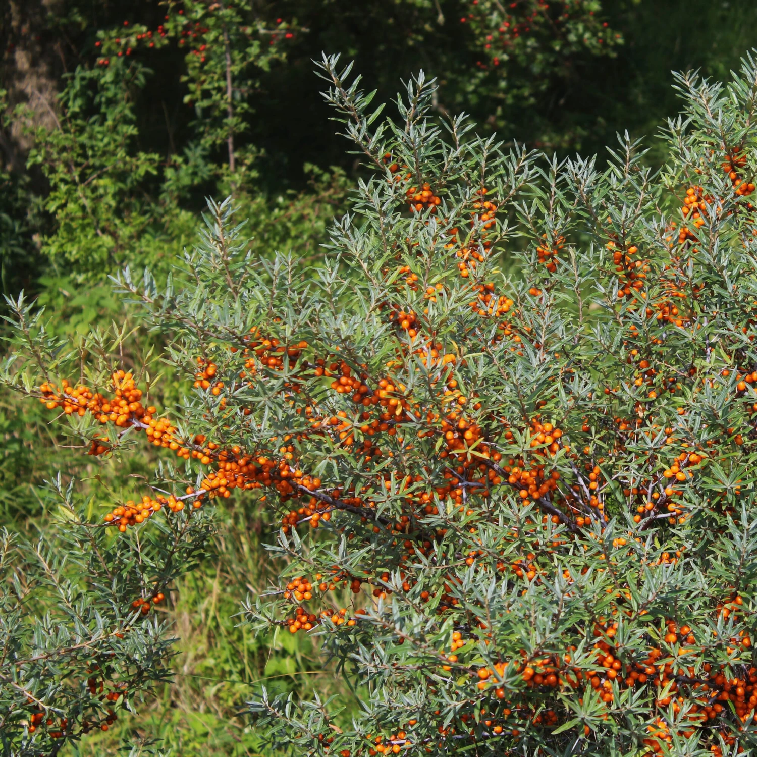 Wildobstgehölz Sanddorn 1 Wildobstgehölz Sanddorn