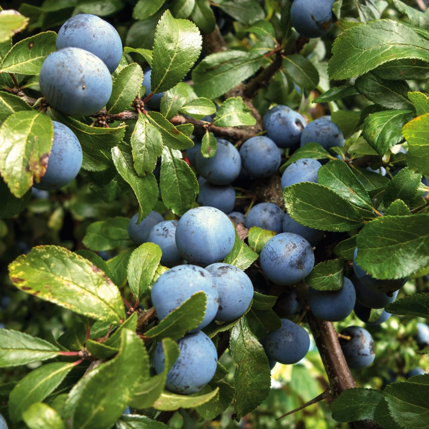 Wildobstgehölz Zibarte 2 Wildobstgehölz Zibarte – Bild 2