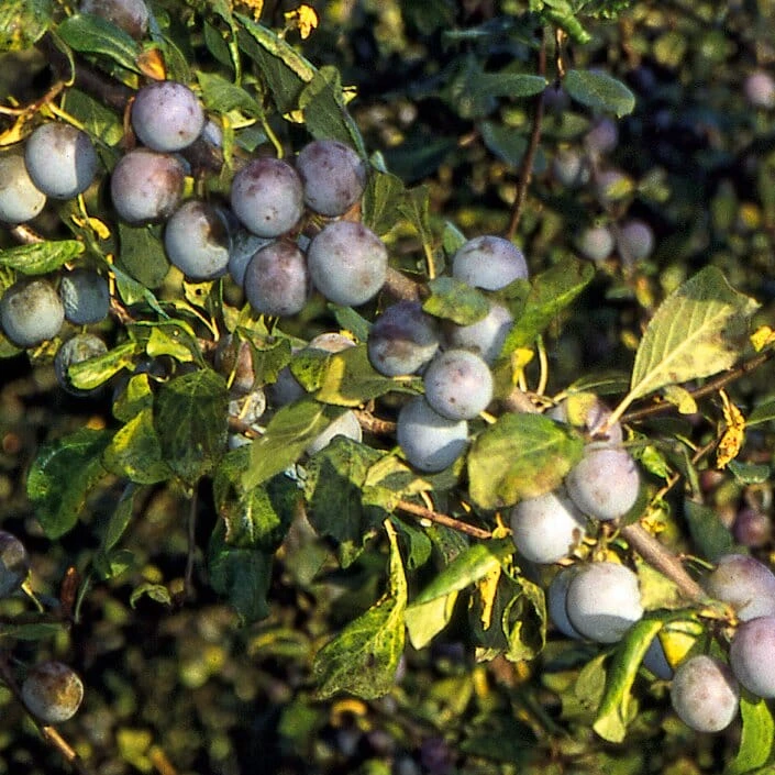 Wildobstgehölz Zibarte 1 Wildobstgehölz Zibarte