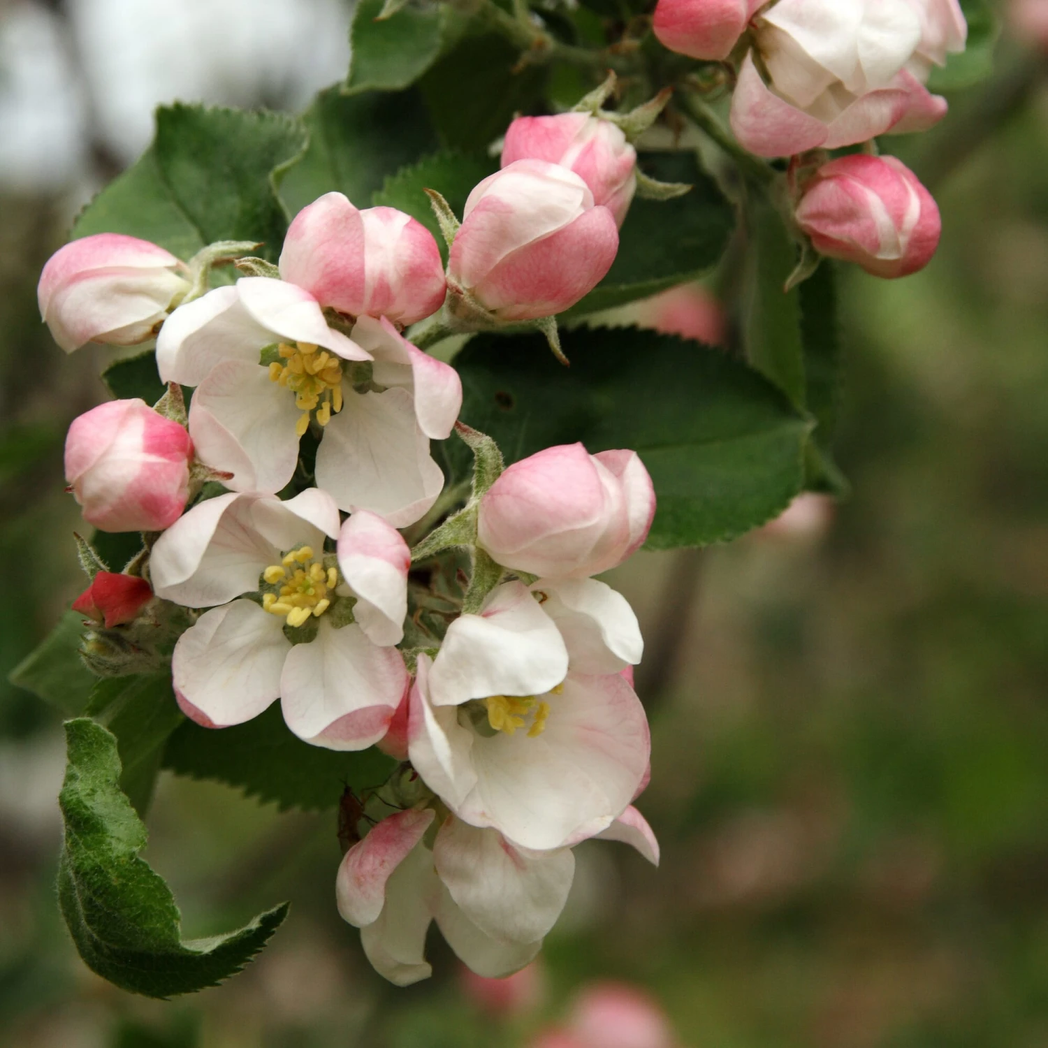 Zierapfel 'Red Sentinel' 2 Zierapfel 'Red Sentinel' – Bild 2