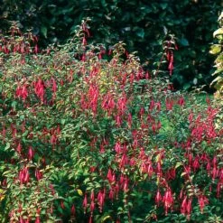 Ziergehölz Winterharte Fuchsie 6 Ziergehölz Winterharte Fuchsie -Optimal Einrichtungs Geschäft ziergehoelz winterharte fuchsie 2