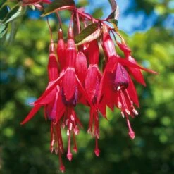 Ziergehölz Winterharte Fuchsie