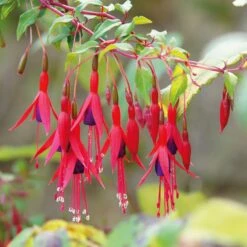 Ziergehölz Winterharte Fuchsie 7 Ziergehölz Winterharte Fuchsie -Optimal Einrichtungs Geschäft ziergehoelz winterharte fuchsie 3
